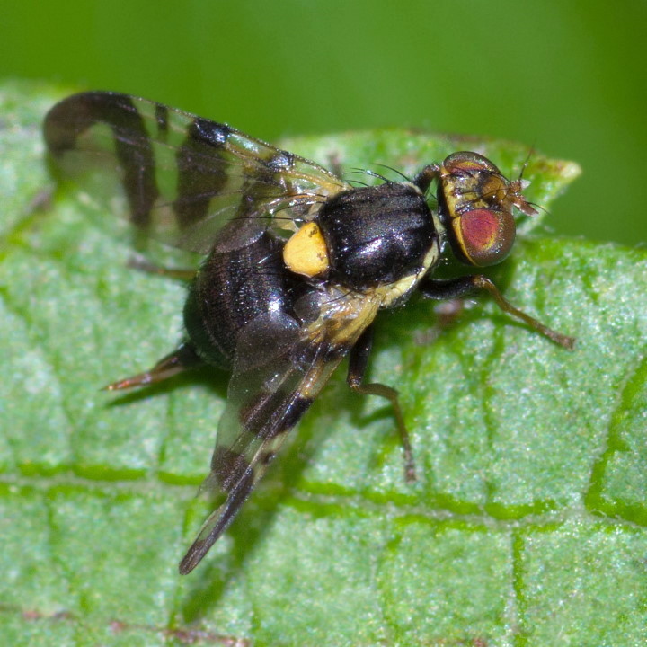 Musca cireselor