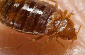 Cel mai bun insecticid pentru plosnite 2023