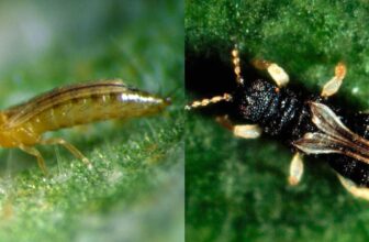 Cel mai bun insecticid pentru trips