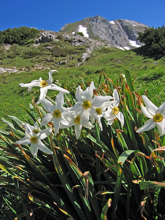 Narcise Narcissus poeticus