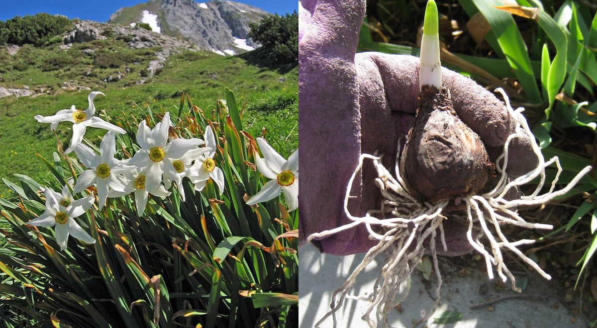 Narcise (Narcissus spp)_ descriere, ingrijire, inmultire