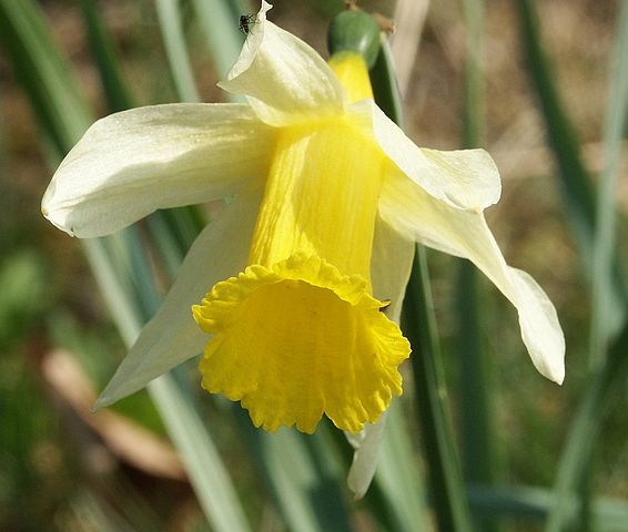 Narcise Narcissus pseudonarcissus