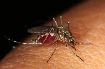Cel mai bun insecticid pentru tantari 2023