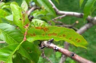 Ciuruirea micotica a frunzelor (Stigmina caropophila)