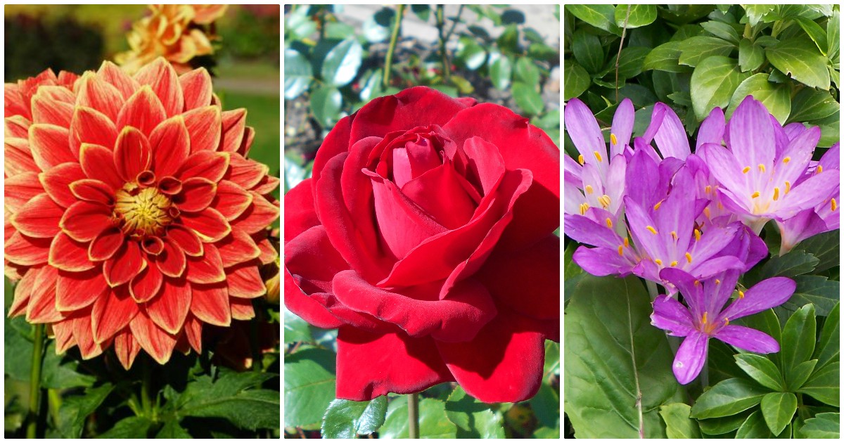 9 flori care infloresc toamna in orice gradina