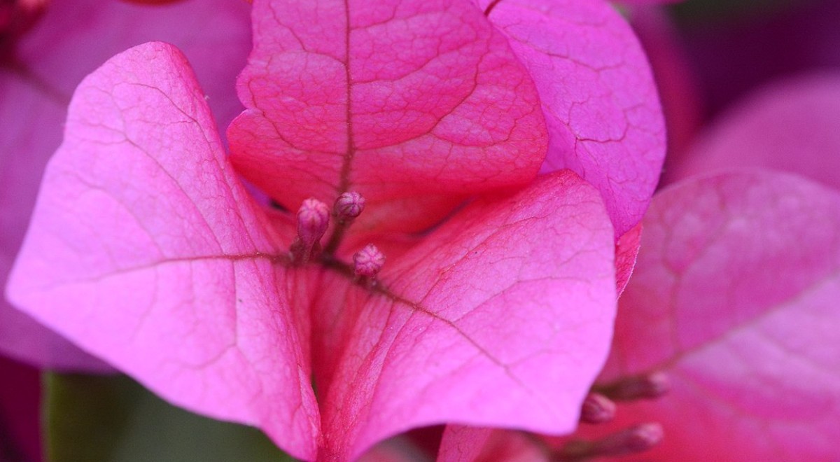Floarea de hartie (Bougainvillea): descriere, ingrijire, inmultire