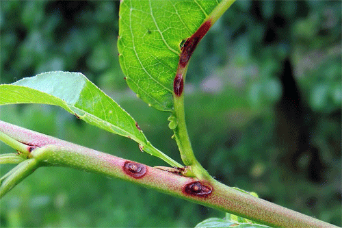 Ciuruirea micotica a frunzelor (Stigmina caropophila)