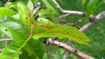Ciuruirea micotica a frunzelor (Stigmina caropophila)